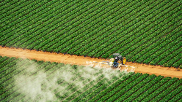 Best Termite Control Services  in Cave Junction, OR