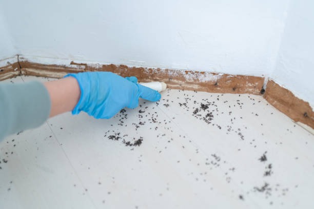 Best Pest Control Near Me  in Cave Junction, OR